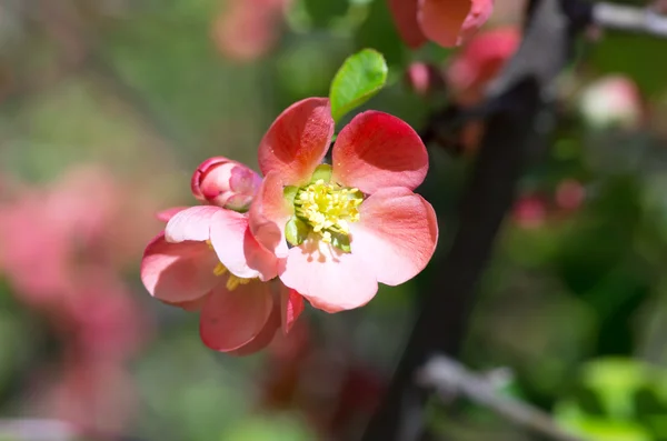 Flowering Quince Cydonia Oblonga Red Spring Flowers Flowering Quince Japanese — Stock Photo, Image