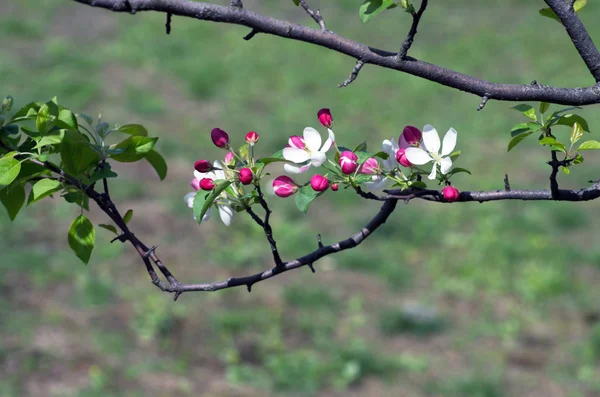 Hermosa Flor Primavera Fondo Natural — Foto de Stock