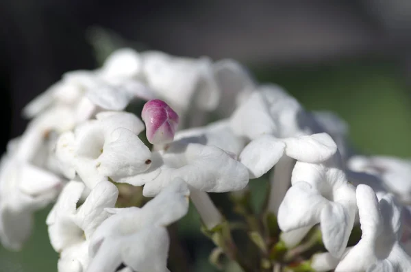 美しい春の花 白い色の花 — ストック写真