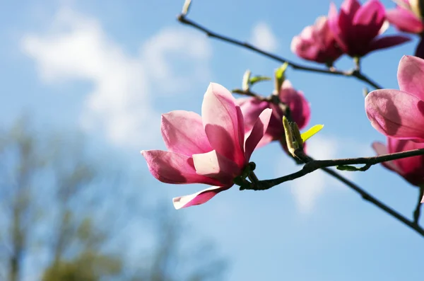 Schöne Blüten Eines Magnolienbaums — Stockfoto