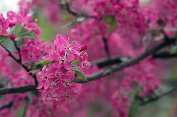 Schöne Blume Frühling Natürlicher Hintergrund — Stockfoto