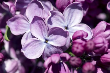 Eflatun çiçekler çiçek açmış. arka plan. Makro fotoğraf