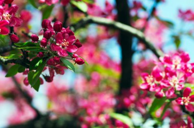Baharda güzel çiçek. Doğal arka plan