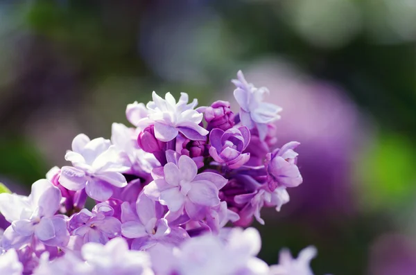 Blooming Lilac Flowers Abstract Background Macro Photo — Stock Photo, Image