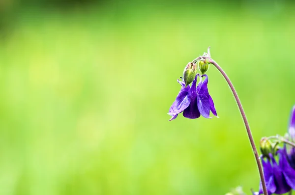 Close Van Prachtige Bell Bloemen Het Bos — Stockfoto