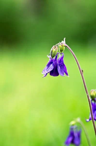 Närbild Vackra Klock Blommor Skogen — Stockfoto
