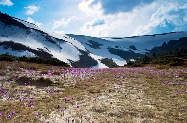 山脈は美しい花のカーペットで覆われています クロッカス — ストック写真