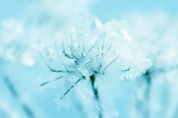 Winter Frost Natuur Landschap Het Gras Bedekt Met Vorst Sneeuw — Stockfoto