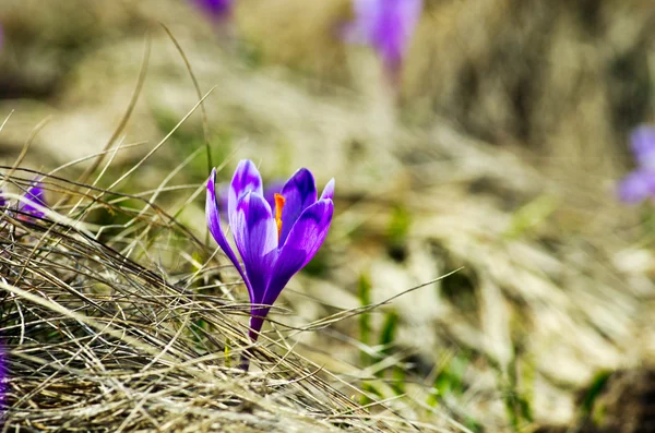 Spring Crocus Flowers Green Natural Background Selective Focus — Stock Photo, Image