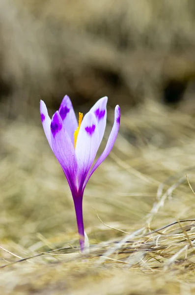 Våren Crocus Blommor Grön Naturliga Bakgrund Selektiv Inriktning — Stockfoto