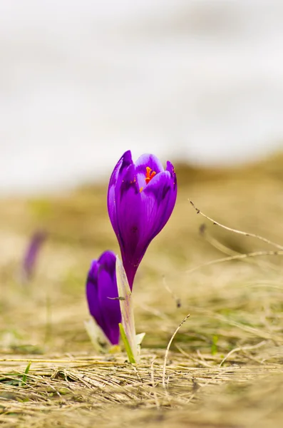 Frühlingskrokusblüten Auf Grünem Natürlichen Hintergrund Selektiver Fokus — Stockfoto