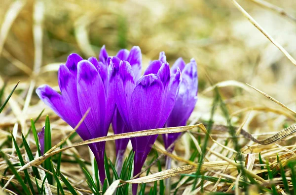 Yeşil Doğal Zemin Üzerine Bahar Bitkisi Çiçeği Seçici Odak — Stok fotoğraf