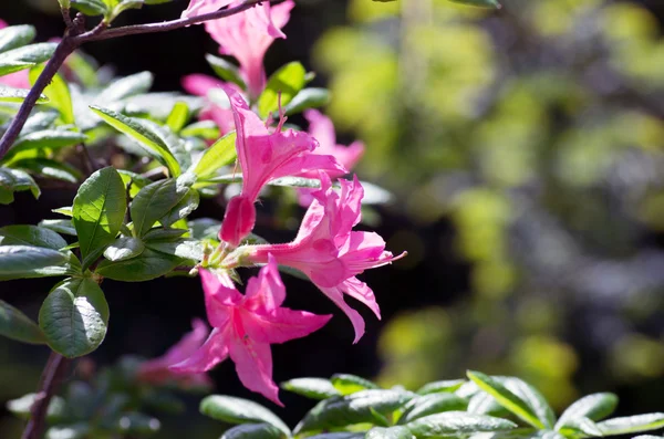Pembe Çiçekler Bir Ormangülü Yakın Çekim — Stok fotoğraf