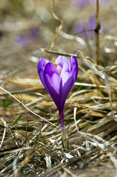 Весняні Квіти Зеленому Природному Фоні Вибірковий Фокус — стокове фото