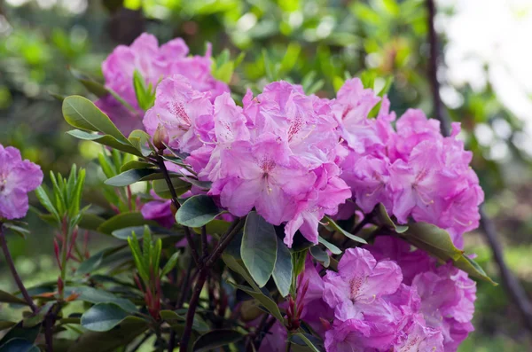 Las Flores Rosadas Del Rododendro Acercan — Foto de Stock