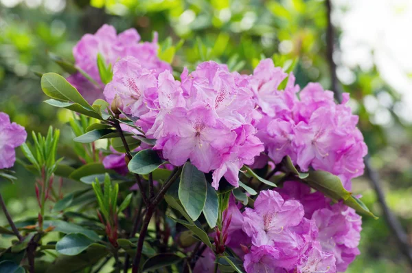 Rosa Blüten Eines Rhododendrons Aus Nächster Nähe — Stockfoto