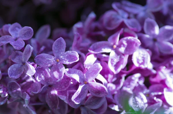 Flores Lilás Florescentes Fundo Abstrato Macro Foto — Fotografia de Stock