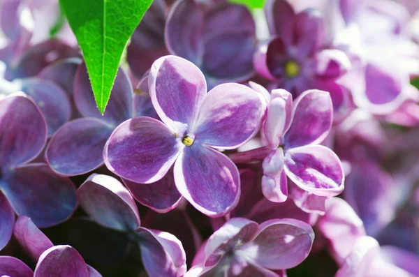 Blooming Lilac Flowers Abstract Background Macro Photo — Stock Photo, Image