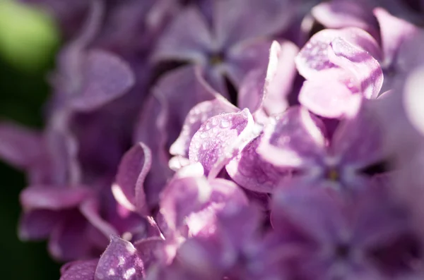 Kwitnące Kwiaty Bzu Streszczenie Tło Fotografia Makro — Zdjęcie stockowe
