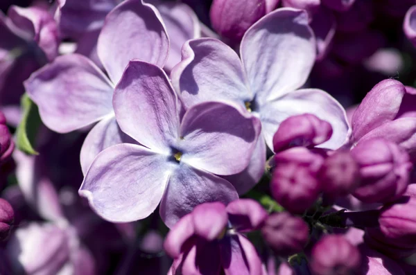 Eflatun çiçekler çiçek açmış. arka plan. Makro fotoğraf