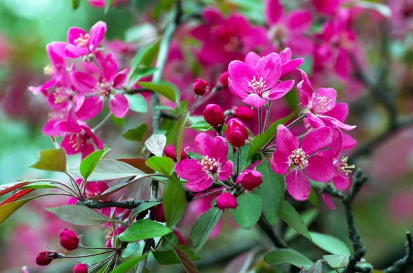 Schöne Blume Frühling Natürlicher Hintergrund — Stockfoto
