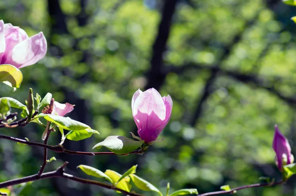 Szép Rózsaszín Virágokkal Egy Magnólia Fát — Stock Fotó