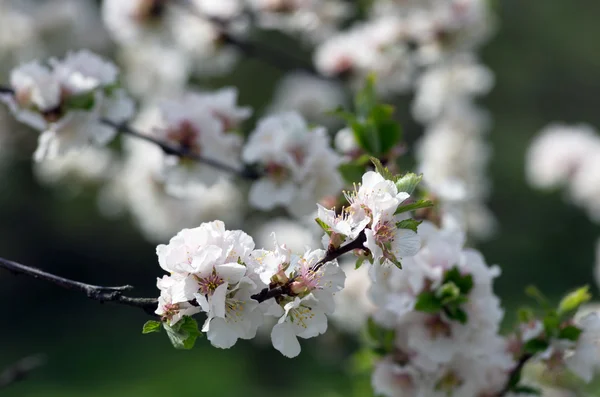 Hermosa Flor Primavera Fondo Natural —  Fotos de Stock