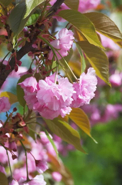 Piękny Kwiat Wiosną Naturalne Tło Miękka Ostrość — Zdjęcie stockowe