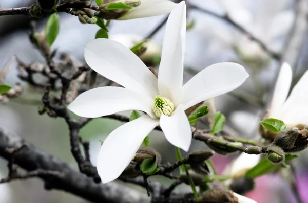 Weiße Magnolienblüte Gegen Den Himmel Aus Nächster Nähe — Stockfoto