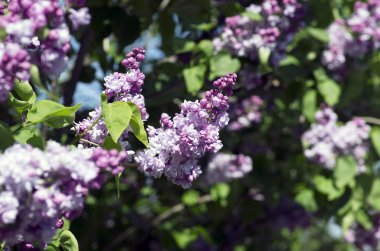 Eflatun çiçekler çiçek açmış. arka plan. Makro fotoğraf