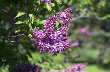 Eflatun çiçekler çiçek açmış. arka plan. Makro fotoğraf
