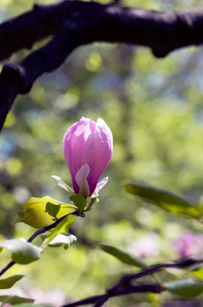 Schöne Rosa Blüten Eines Magnolienbaums — Stockfoto