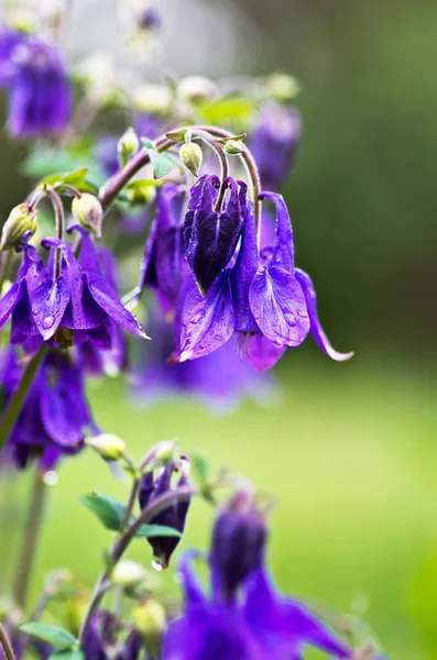 Närbild Vackra Klock Blommor Skogen — Stockfoto