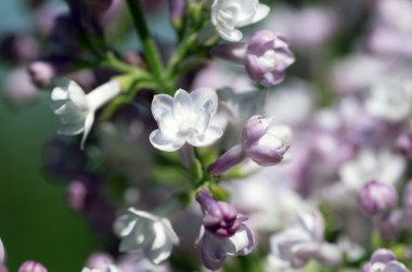 Eflatun çiçekler çiçek açmış. arka plan. Makro fotoğraf