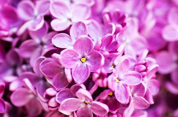 Blooming Lilac Flowers Abstract Background Macro Photo — Stock Photo, Image