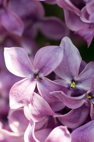 Kwitnące Kwiaty Bzu Streszczenie Tło Fotografia Makro — Zdjęcie stockowe