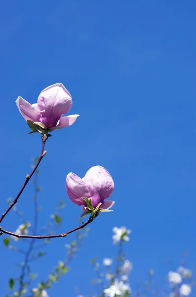 Schöne Rosa Blüten Eines Magnolienbaums — Stockfoto