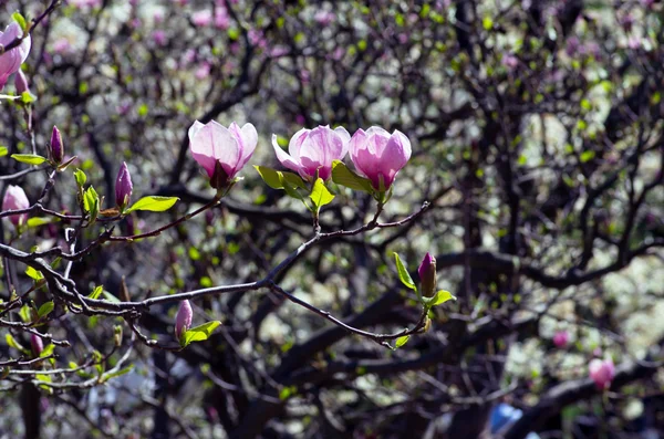 Schöne Rosa Blüten Eines Magnolienbaums — Stockfoto