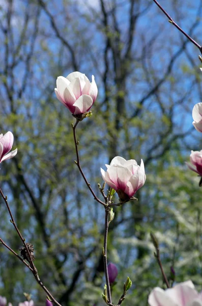 Schöne Rosa Blüten Eines Magnolienbaums — Stockfoto