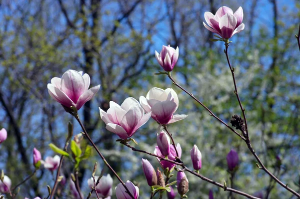 Mooie Roze Bloemen Van Een Magnoliaboom — Stockfoto