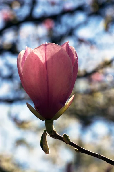 Schöne Rosa Blüten Eines Magnolienbaums — Stockfoto