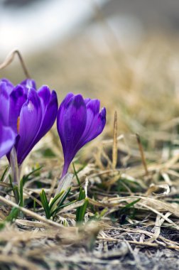 Yeşil doğal zemin üzerine bahar bitkisi çiçeği. Seçici odak