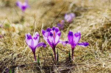 Yeşil doğal zemin üzerine bahar bitkisi çiçeği. Seçici odak
