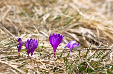 Yeşil doğal zemin üzerine bahar bitkisi çiçeği. Seçici odak
