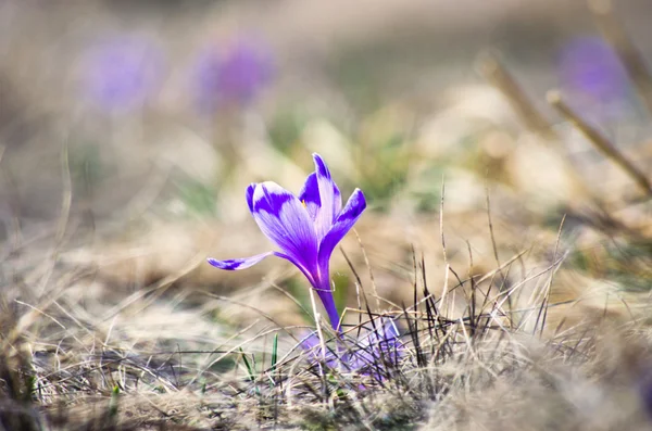 Frühlingskrokusblüten Auf Grünem Natürlichen Hintergrund Selektiver Fokus — Stockfoto