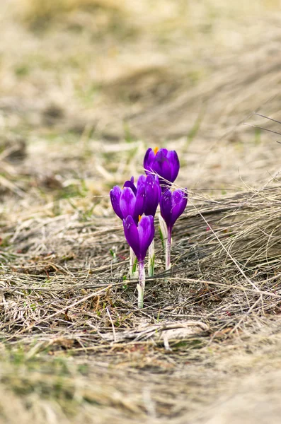 Våren Crocus Blommor Grön Naturliga Bakgrund Selektiv Inriktning — Stockfoto