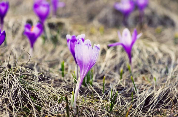Frühlingskrokusblüten Auf Grünem Natürlichen Hintergrund Selektiver Fokus — Stockfoto