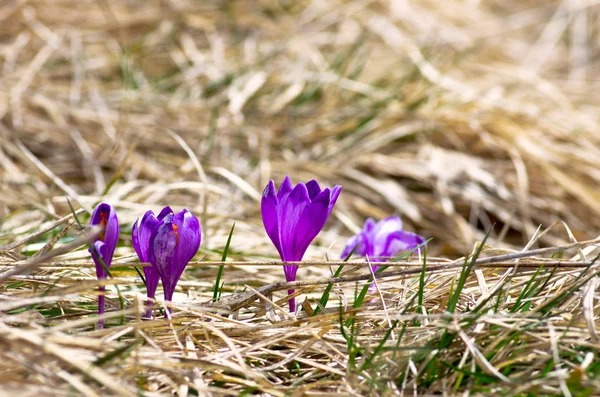 Frühlingskrokusblüten Auf Grünem Natürlichen Hintergrund Selektiver Fokus — Stockfoto