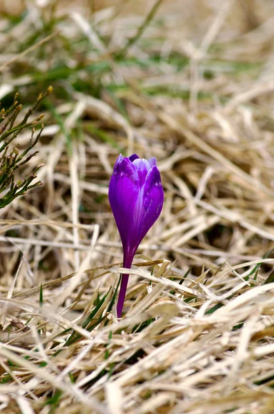 Våren Crocus Blommor Grön Naturliga Bakgrund Selektiv Inriktning — Stockfoto