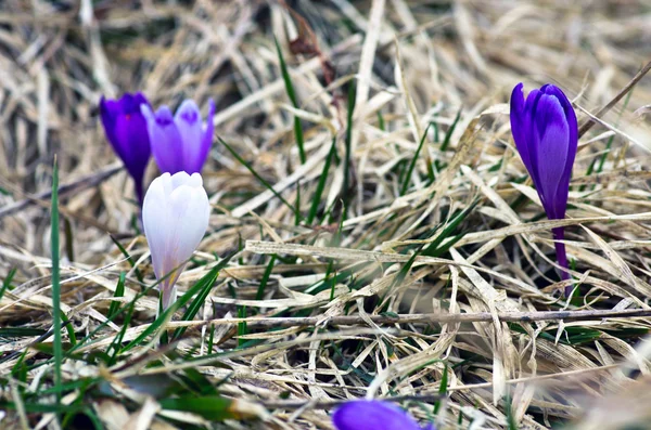 Frühlingskrokusblüten Auf Grünem Natürlichen Hintergrund Selektiver Fokus — Stockfoto